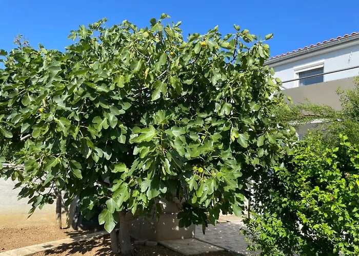 Mandarina Lejlighed Vrsi