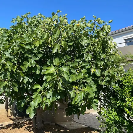 Mandarina Apartment Vrsi